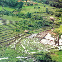 Ступенчатое рисовое поле