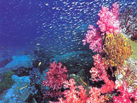 Коралловые рифы Андаманского моря